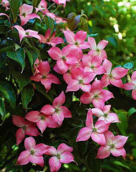 Rosy Teacups Dogwood