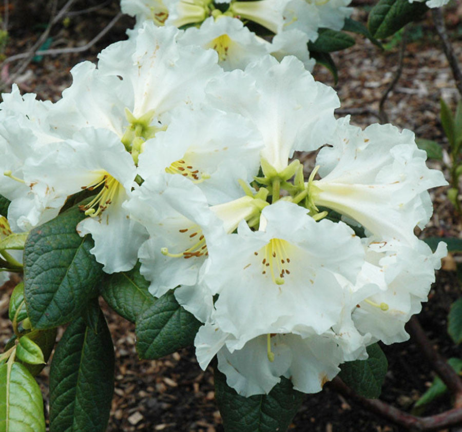 Roy Tree Roy Hudson – Singing Tree Gardens Nursery