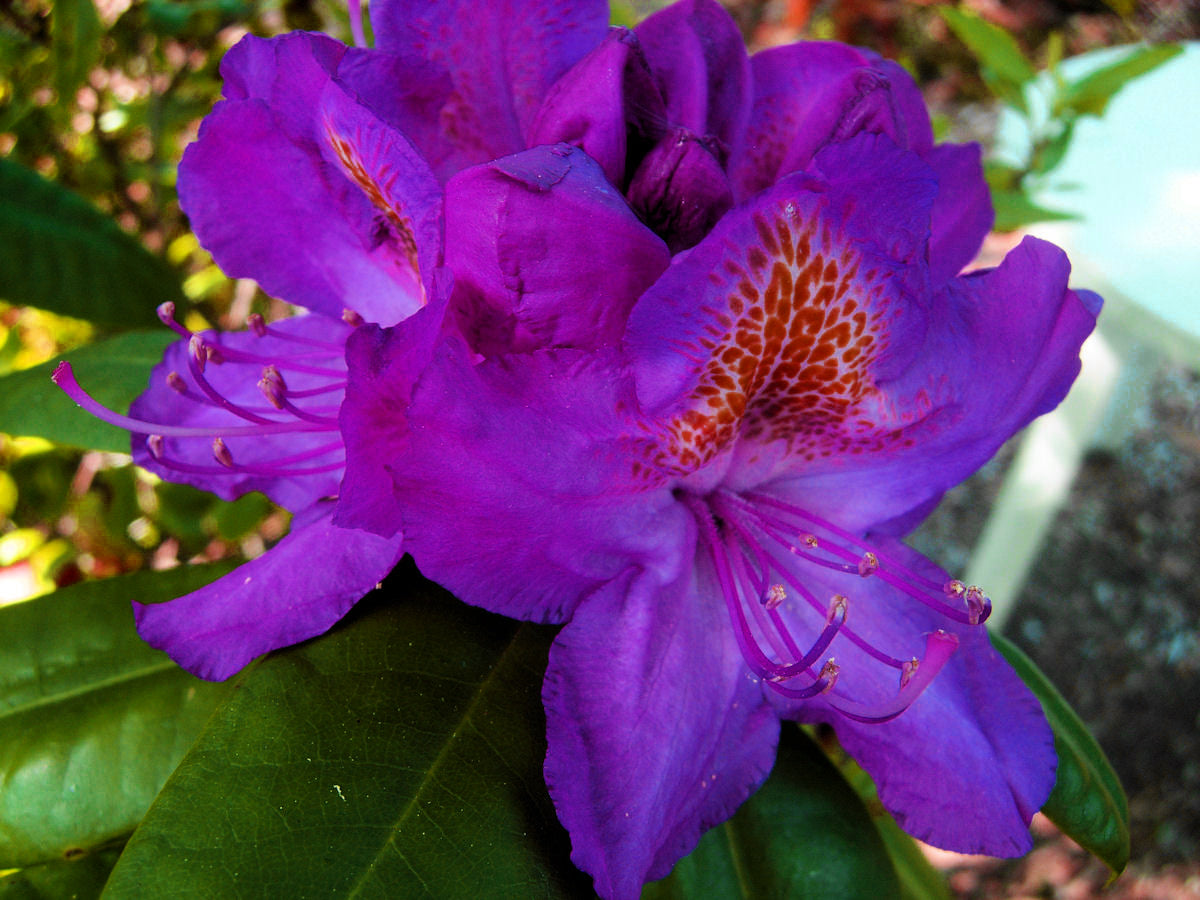 Royal Purple Rhododendron