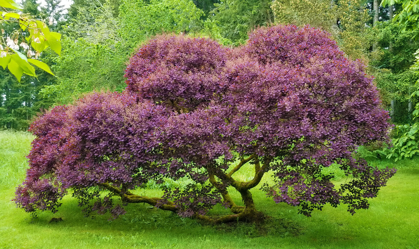 Cotinus Royal Purple Smoke Tree