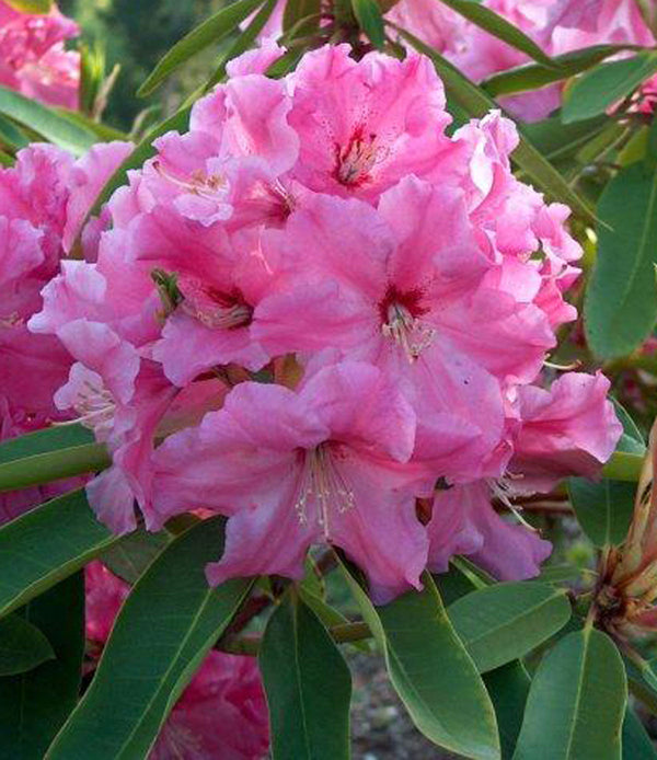 Ruby Bowman – Singing Tree Gardens Nursery