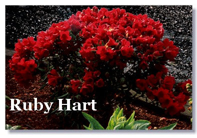 R. 'Ruby Hart'