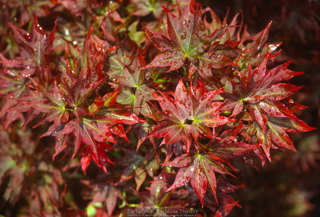 Acer palmatum 'Ruby Stars'