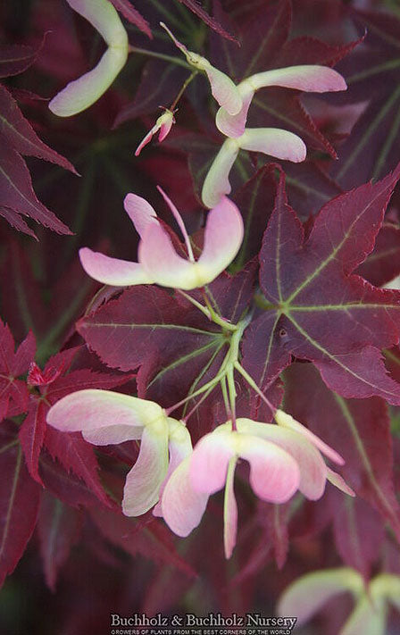 Acer palmatum 'Ruby Stars'