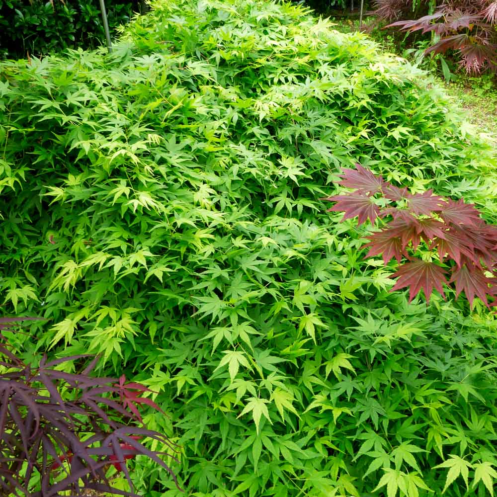 Acer palmatum 'Ryusen'