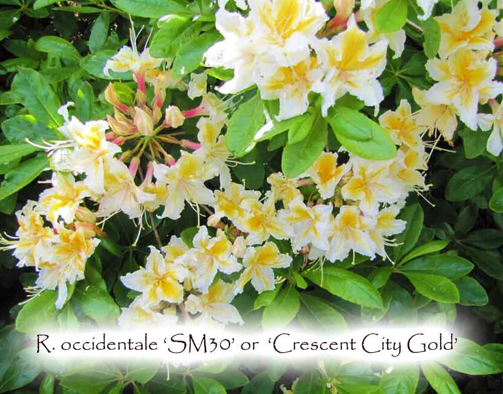 R. occidentale SM-30 / 'Crescent City Gold'