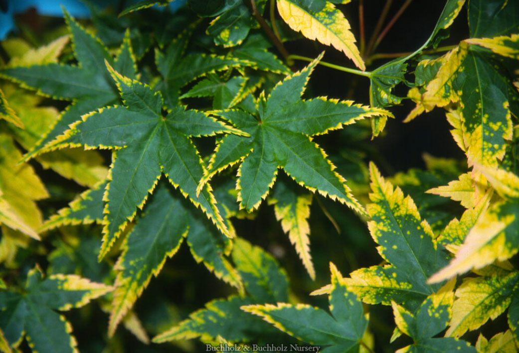 Acer palmatum 'Sagara Nishiki'