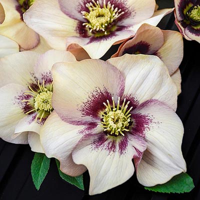 Helleborus 'Honeymoon Sandy Shores'