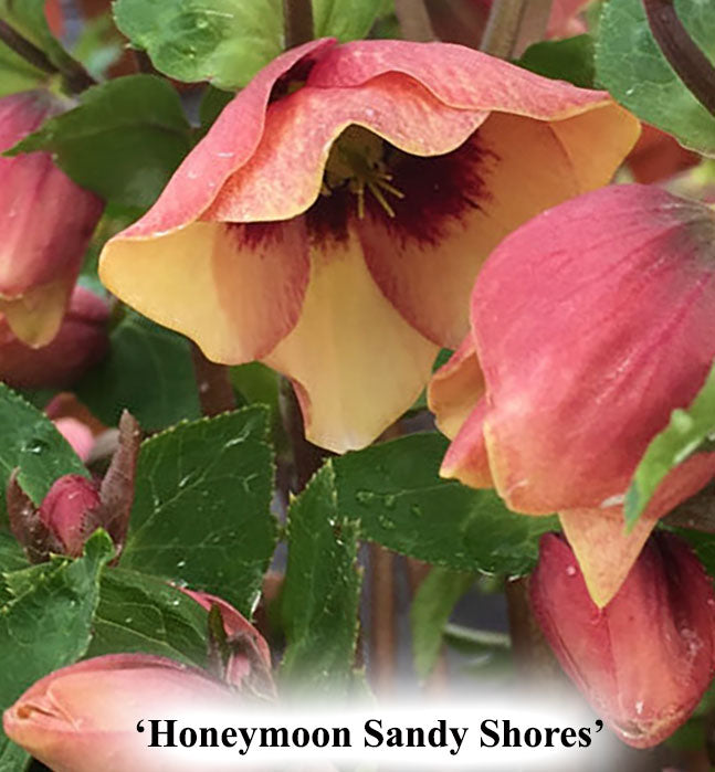 Helleborus 'Honeymoon Sandy Shores'