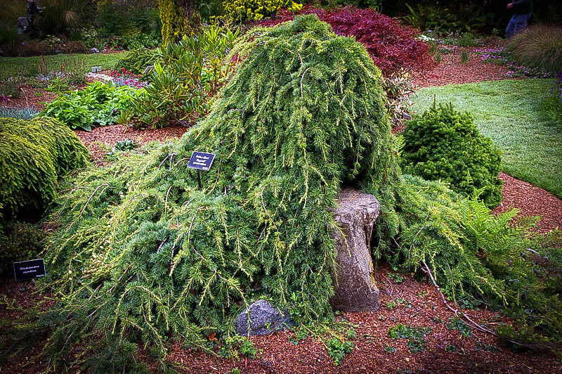 Cedrus l. 'Sargentii'