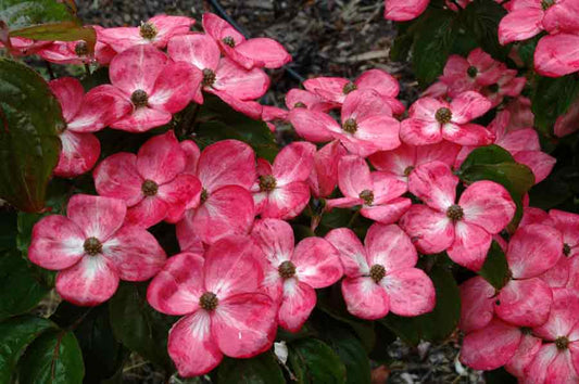 Cornus kousa 'Satomi'