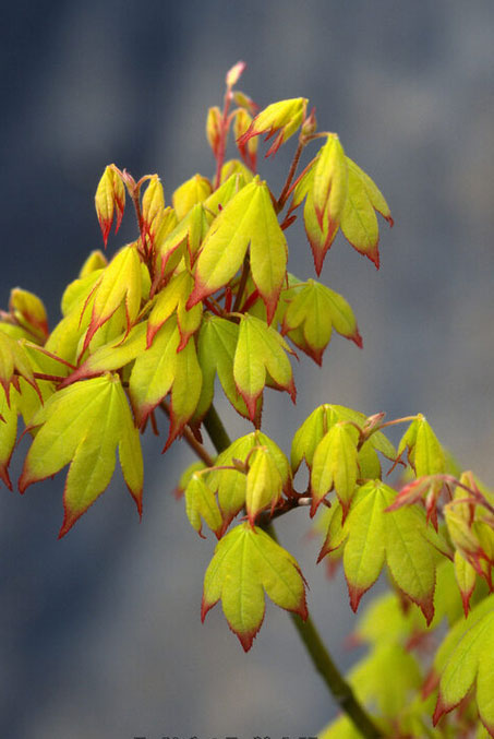 Acer palmatum 'Satsuki beni'