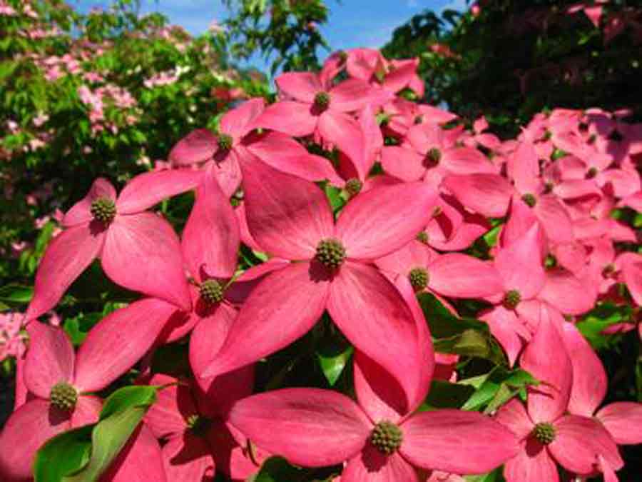 Scarlet Fire Dogwood