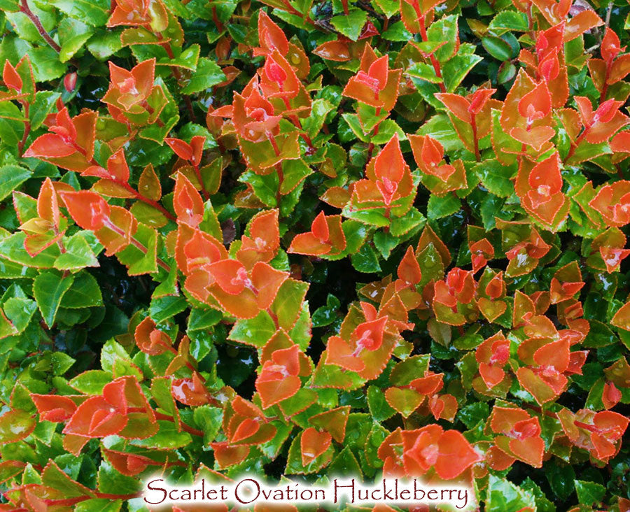 Scarlet Ovation Huckleberry