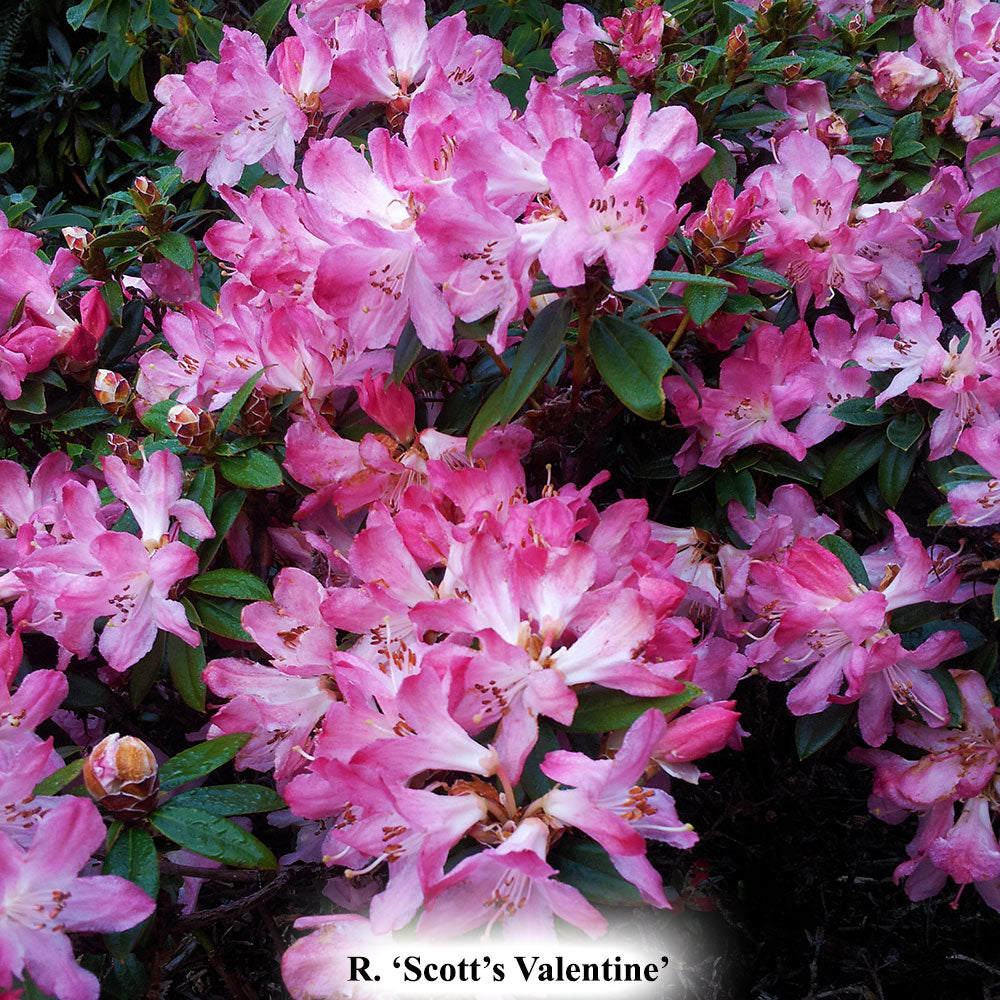 R. 'Scott's Valentine'