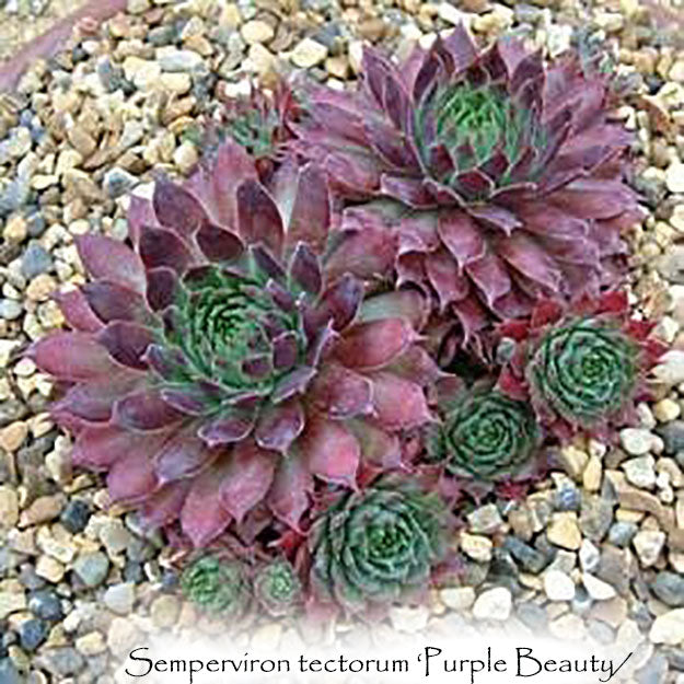 Semperviron tectorum ‘Purple Beauty'