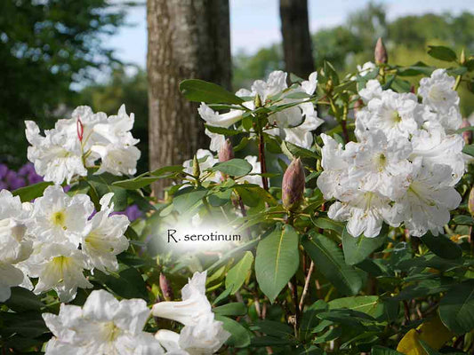 Rhododendron serotinum