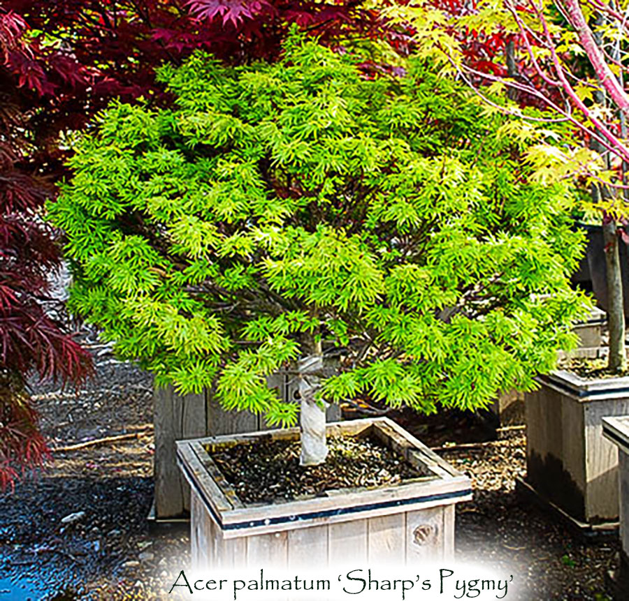 Acer palmatum 'Sharp's Pygmy'