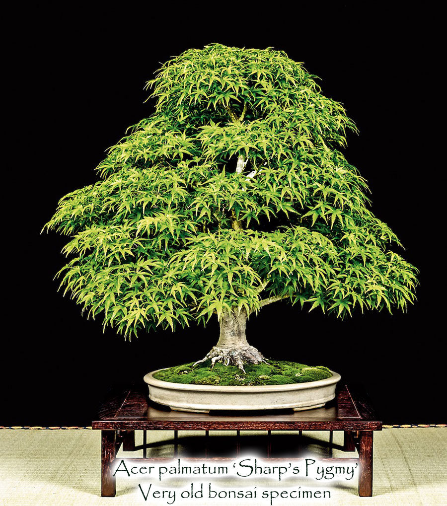 Acer palmatum 'Sharp's Pygmy' – Singing Tree Gardens Nursery