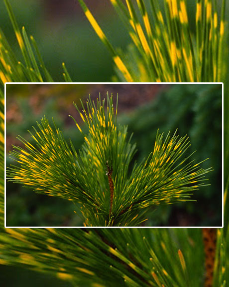 Pinus thunbergii 'Shirome Janome'