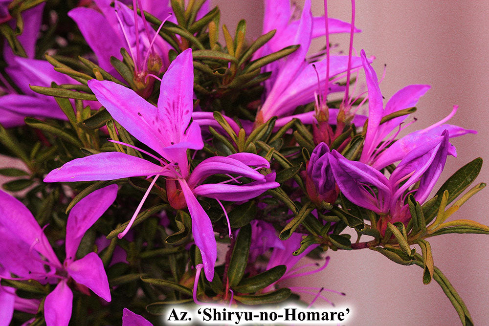 Az. 'Shiryu-no-Homare'