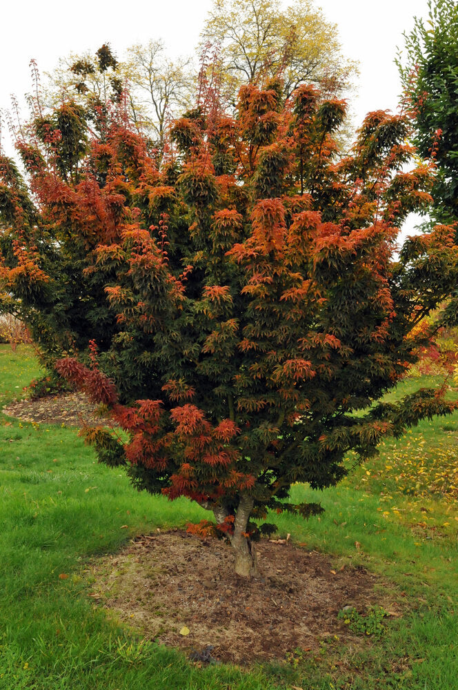 Acer palmatum 'Shishigashira'  - The Lion's Head Japanese Maple