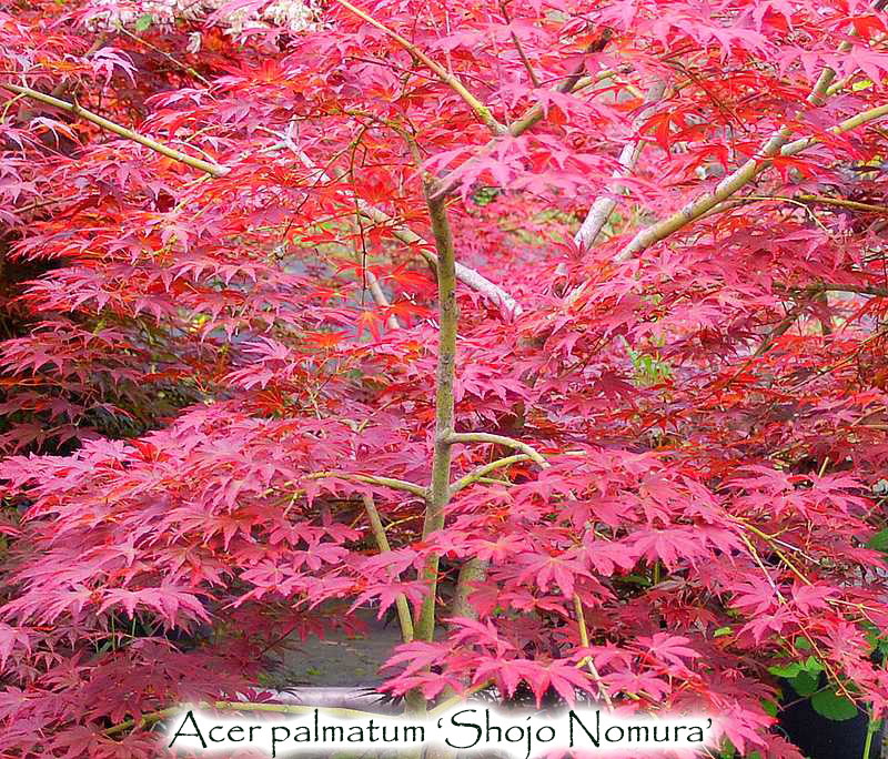 Acer palmatum 'Shojo Nomura'