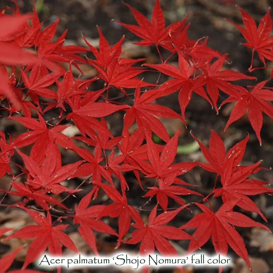 Acer palmatum 'Shojo Nomura'