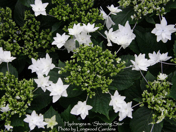 Hydrangea m. 'Shooting Star' Singing Tree Gardens Nursery