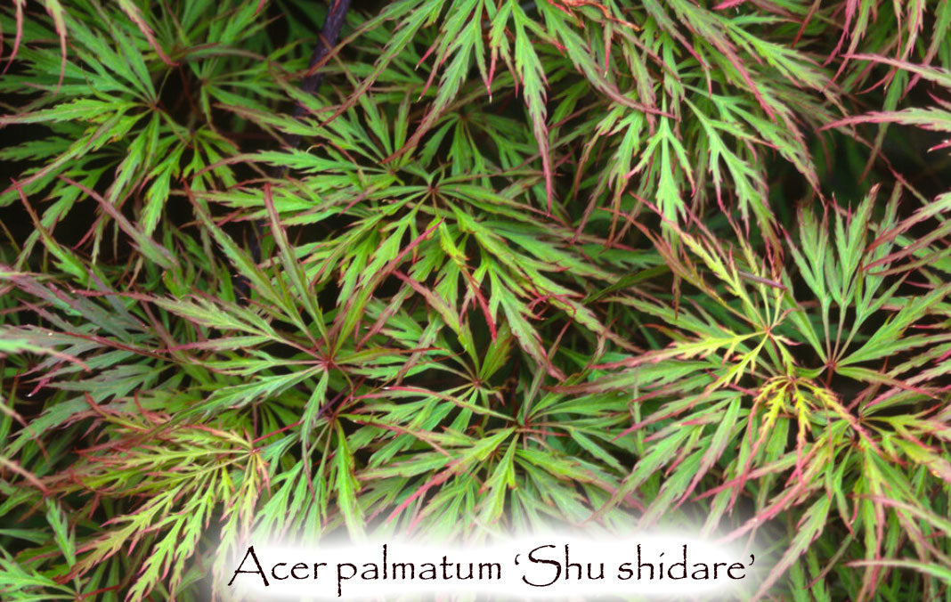 Acer palmatum 'Shu shidare'