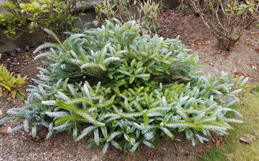 Silbershrub