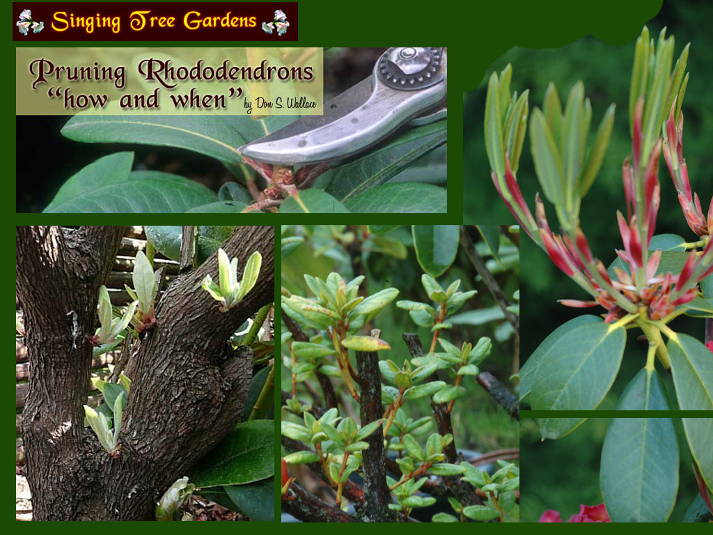 RHODODENDRON PRUNING CD