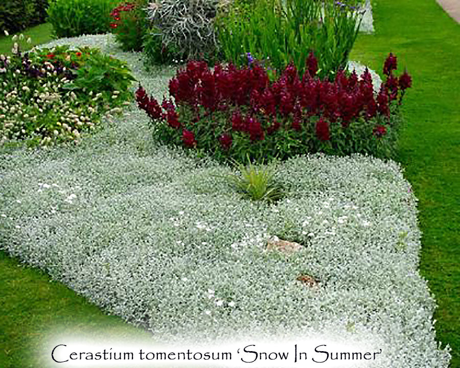Cerastium tomentosum 'Snow In Summer'