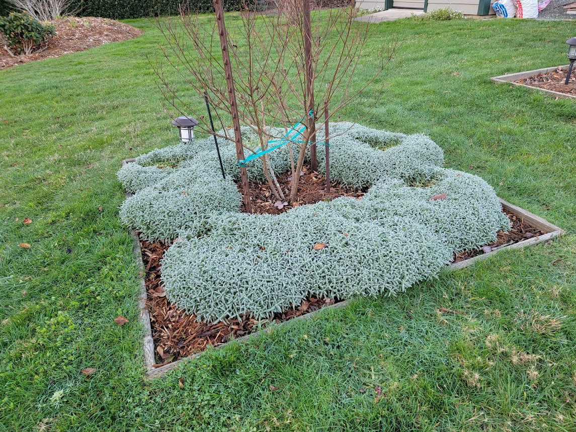 Cerastium tomentosum 'Snow In Summer'