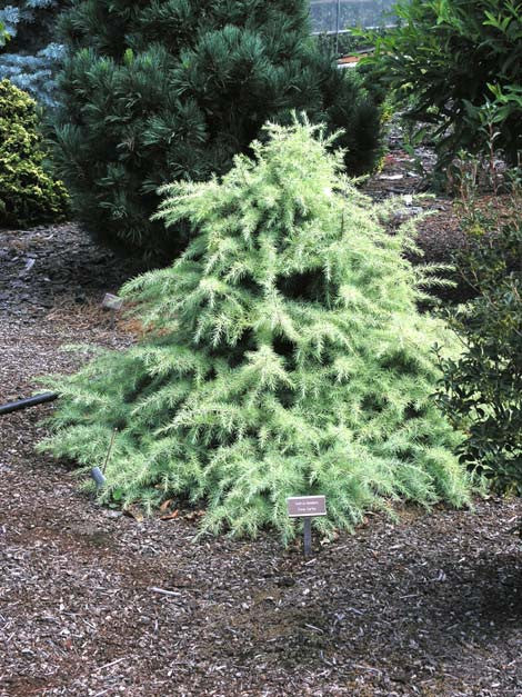 Cedrus deodara 'Snow Sprite'