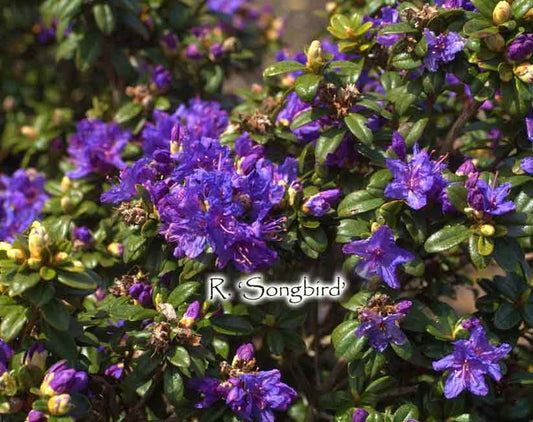 R. 'Songbird'