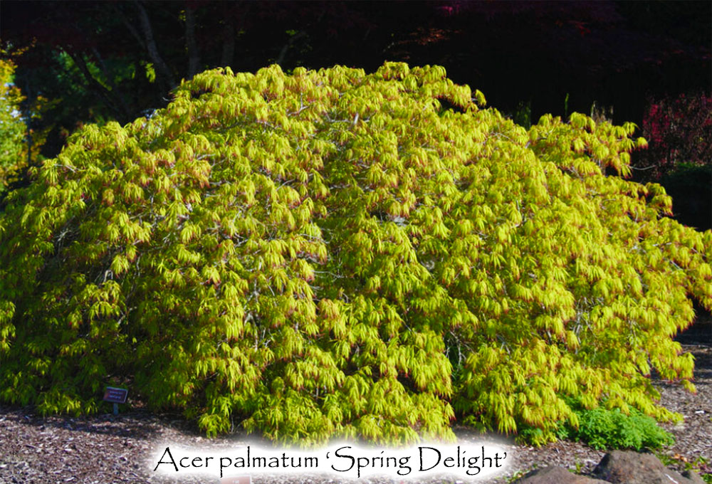 Acer palmatum 'Spring Delight'