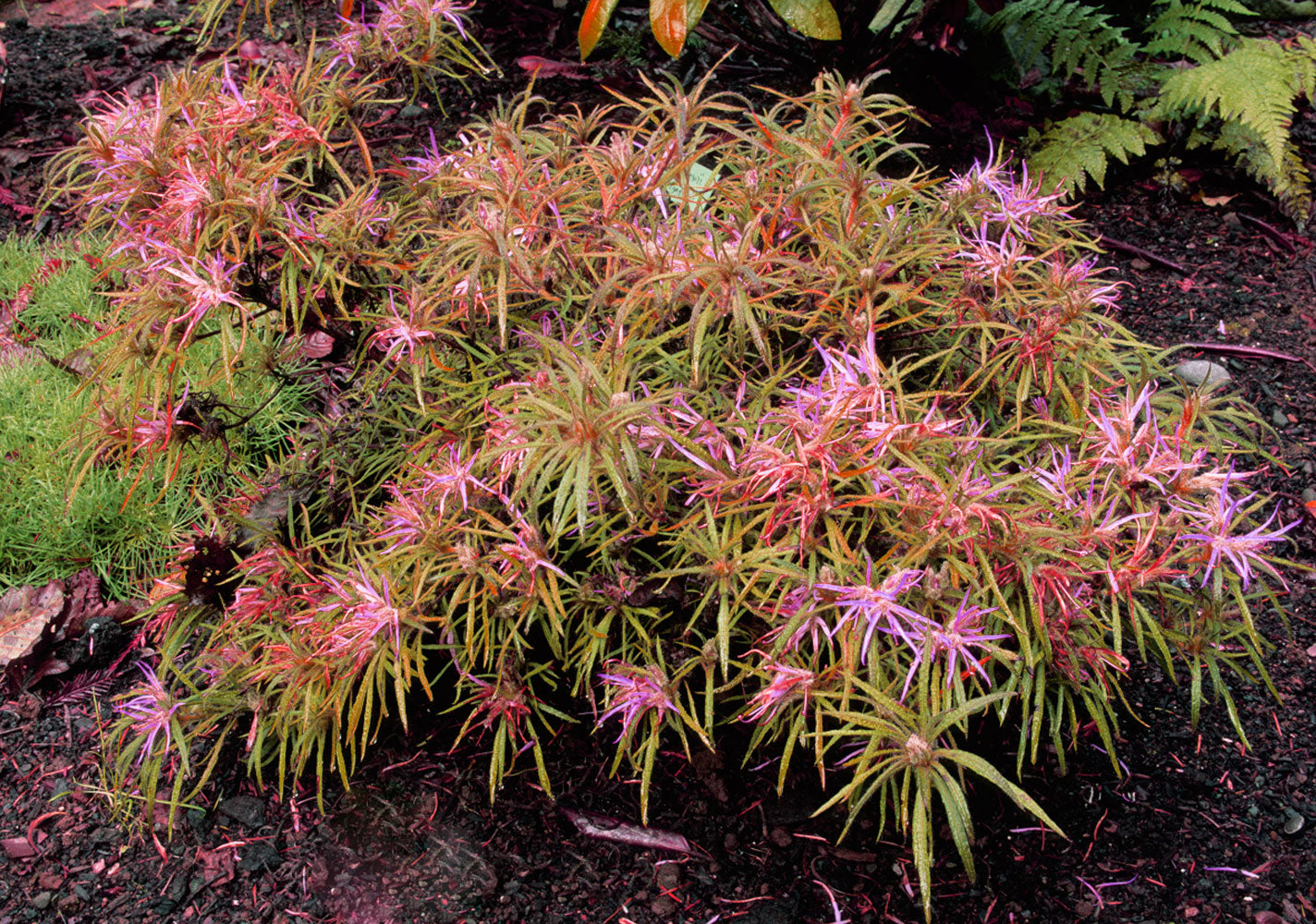 R. stenopetalum var. Linearifolium