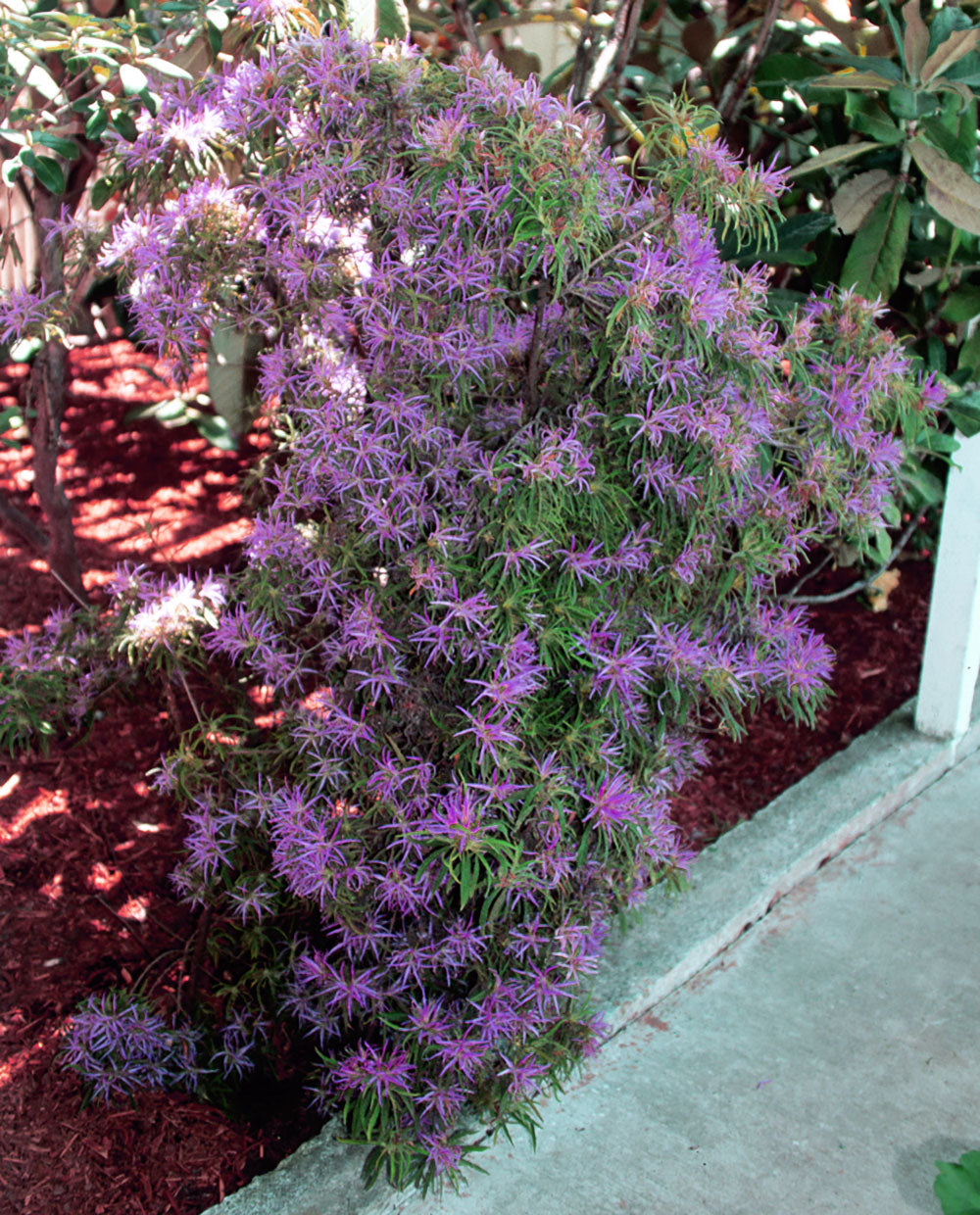 R. stenopetalum var. Linearifolium