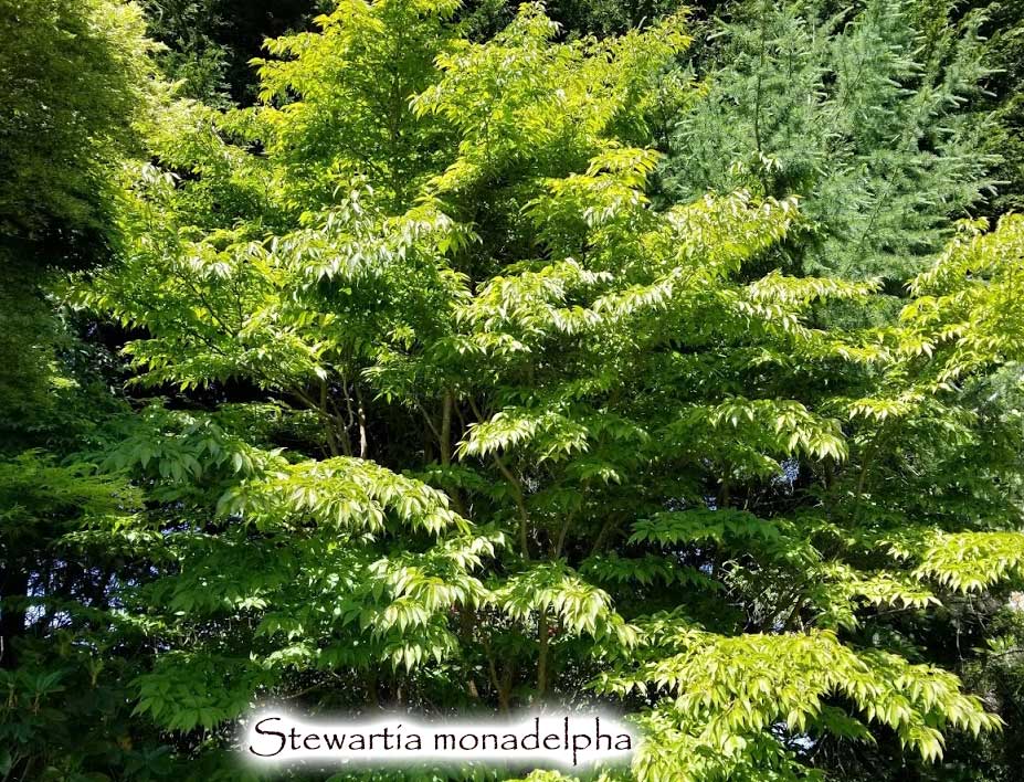 Stewartia monadelpha