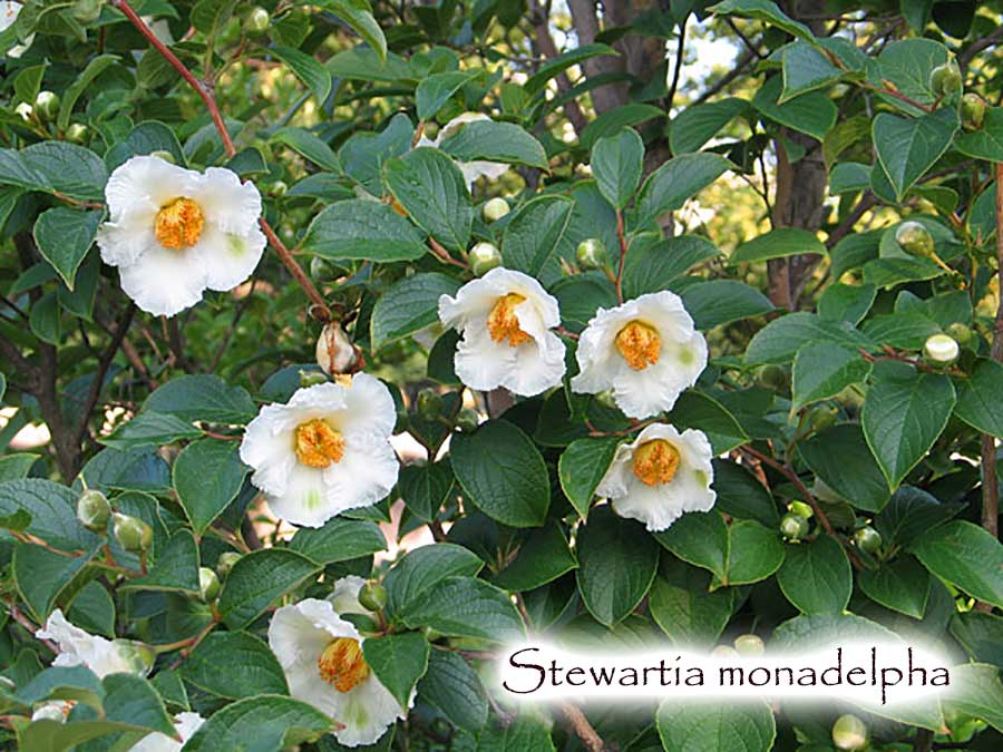 Stewartia monadelpha