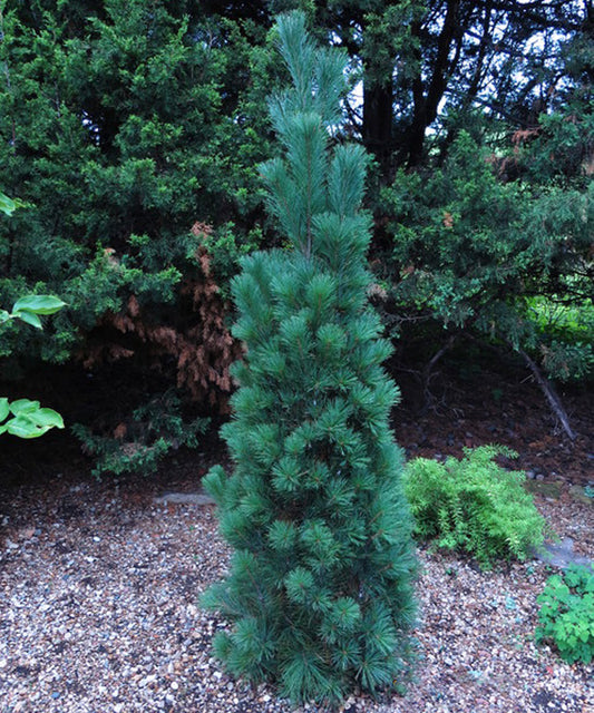 Pinus strobus 'Stowe Pillar'