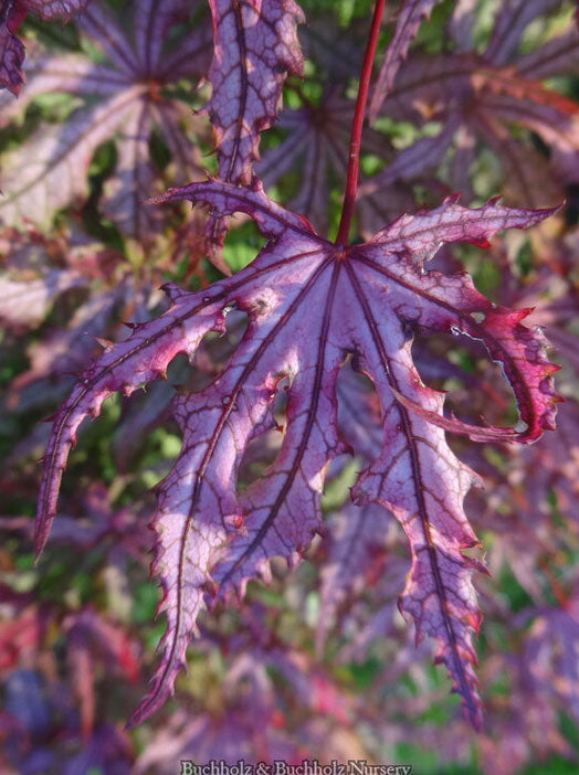 Acer palmatum 'Strawberry Spring'