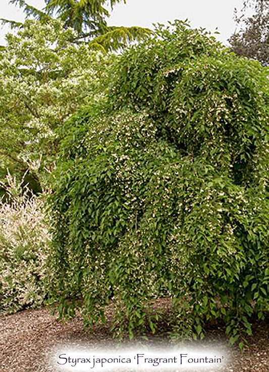 Styrax japonica 'Fragrant Fountain'