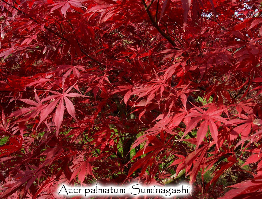 Acer palmatum 'Suminagashi'