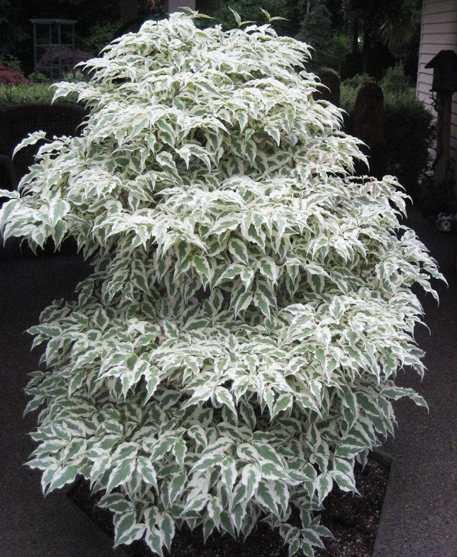 Cornus kousa 'Summer Fun'