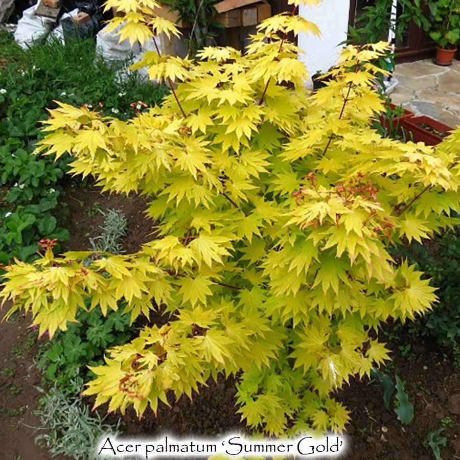 Acer palmatum 'Summer Gold'