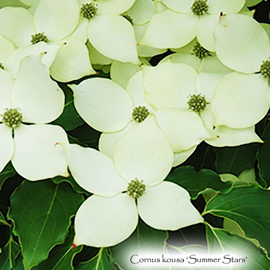 Cornus kousa 'Summer Stars'