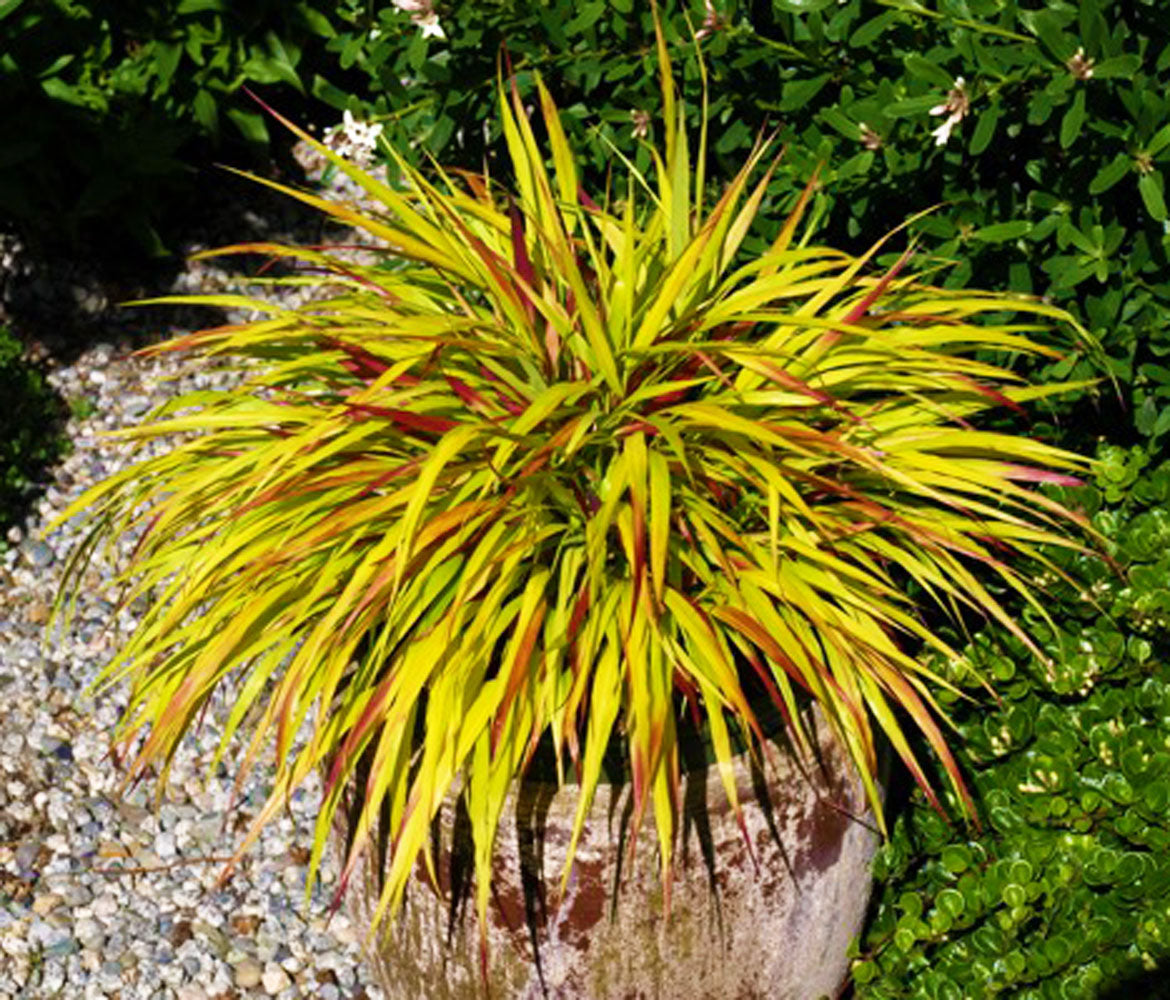 Hakonechloa macra 'Sunflare'