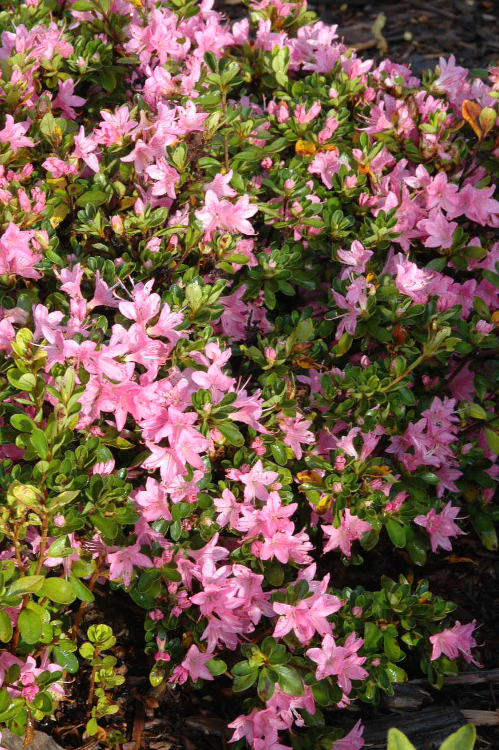 Az. 'Sweet Briar'